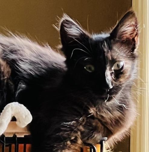 (CP) Maya, ADOPTABLE, Young Female Domestic Medium Hair.