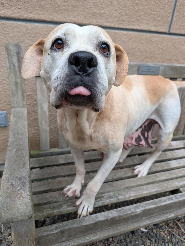 Enlarge Darla, a Adoptable mixed breed in Santa Rosa, CA image 1/1