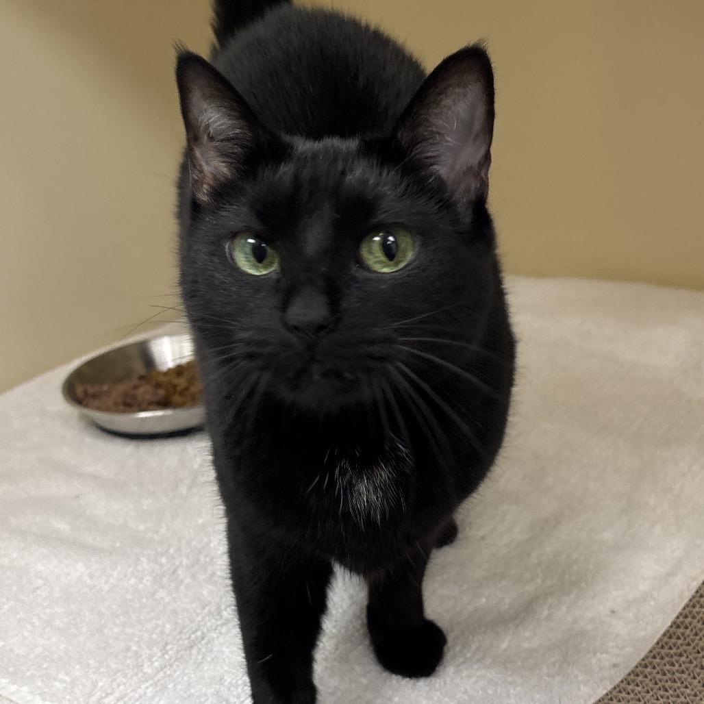 Enlarge Dior, a Adoptable Domestic Short Hair in Naperville, IL image 1/1
