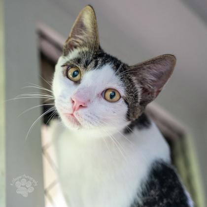Chan, Adoptable, Kitten Male Domestic Short Hair & Domestic Short Hair.