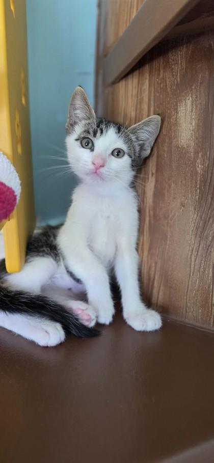 Enlarge Chan, a Adoptable mixed breed in Honolulu, HI image 3/3