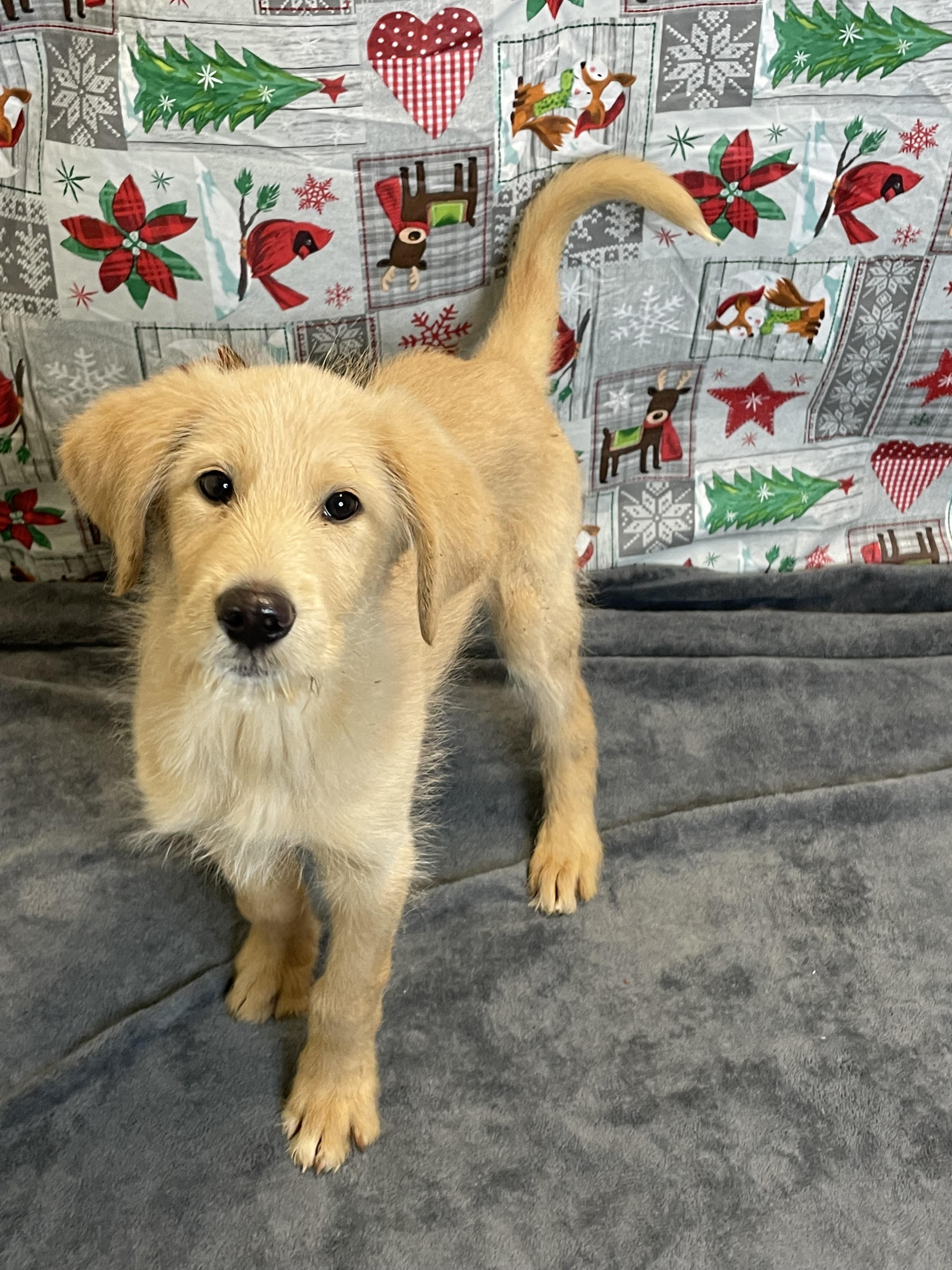 Enlarge Paris, an adopted mixed breed in Lacon, IL image 4/6