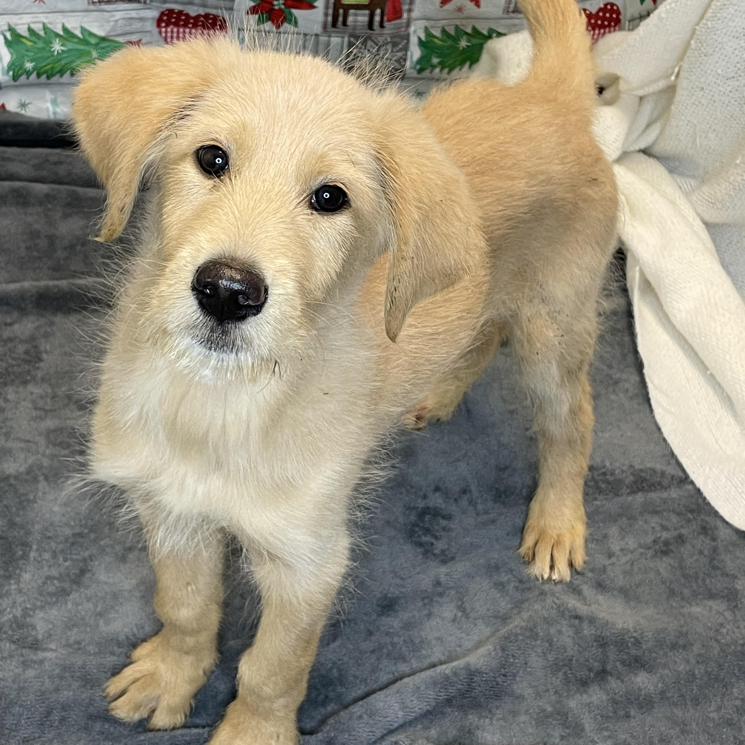 Enlarge Paris, an adopted mixed breed in Lacon, IL image 3/6