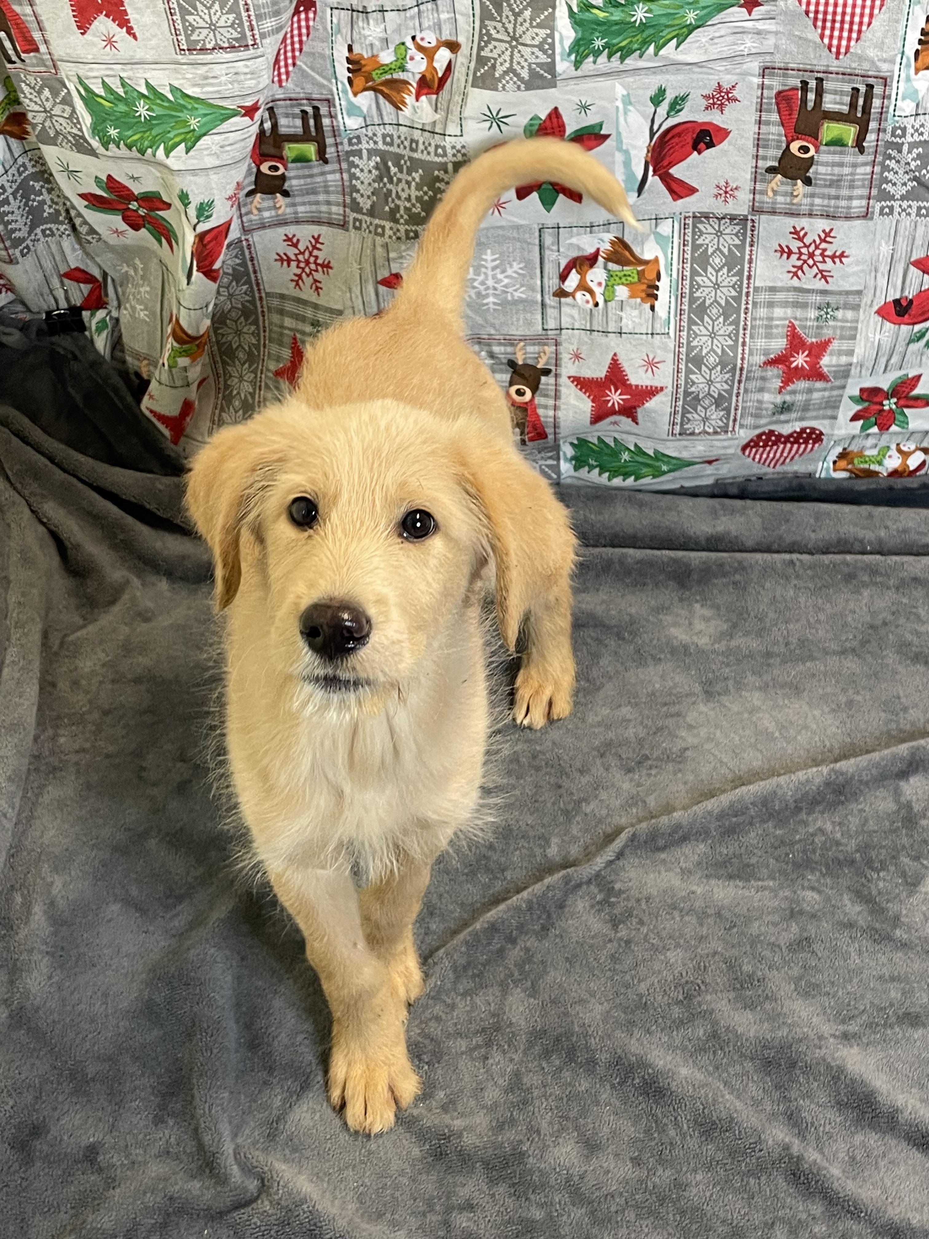 Enlarge Paris, an adopted mixed breed in Lacon, IL image 6/6