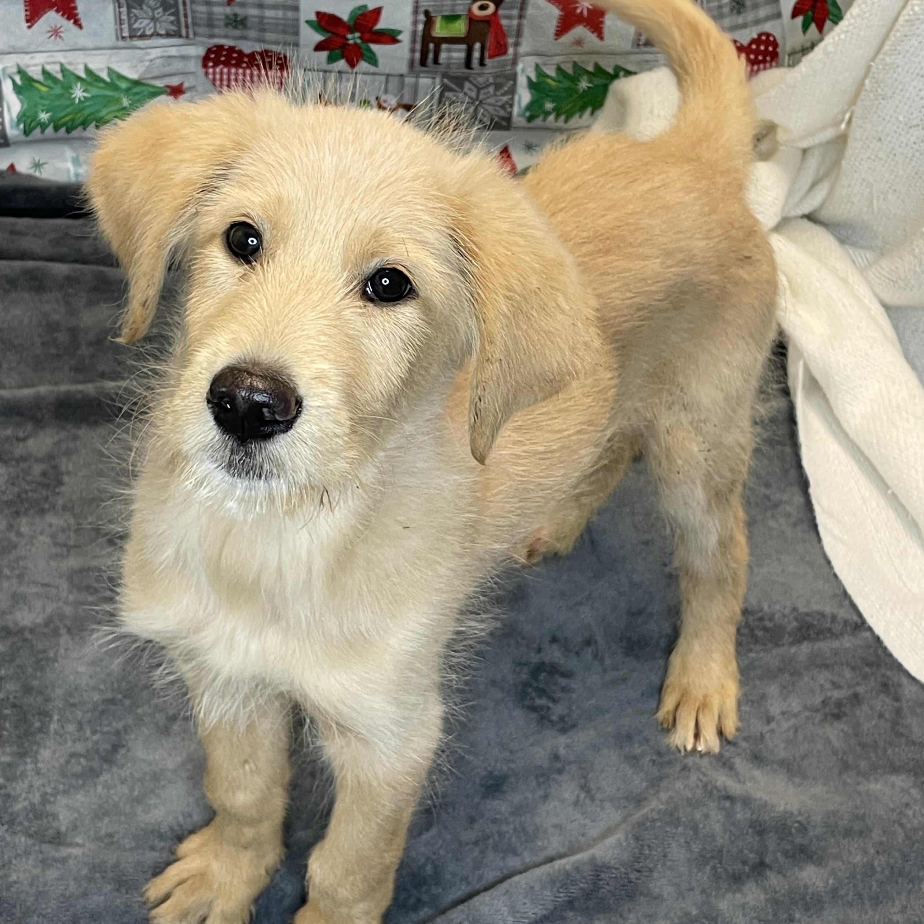 Enlarge Paris, an adopted mixed breed in Lacon, IL image 1/6