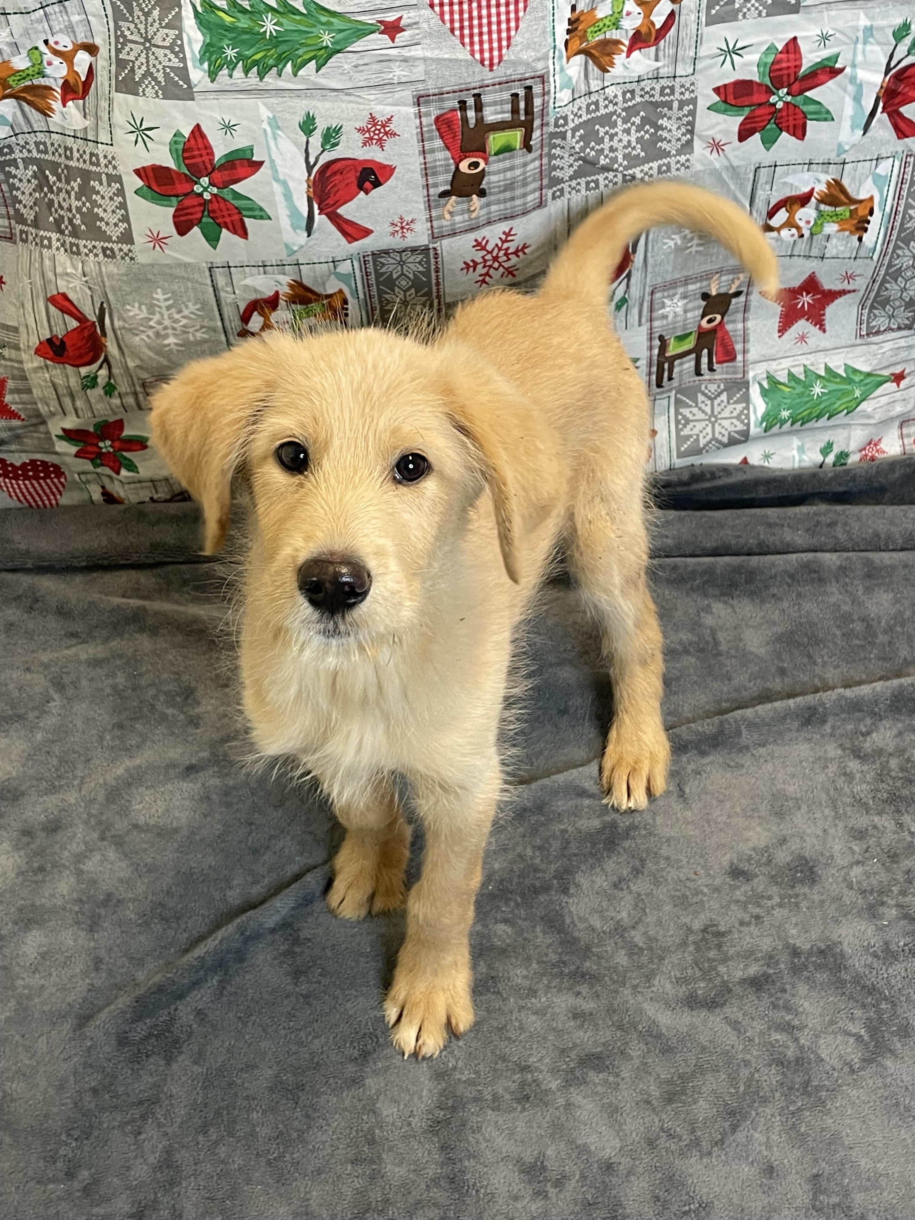 Enlarge Paris, an adopted mixed breed in Lacon, IL image 5/6