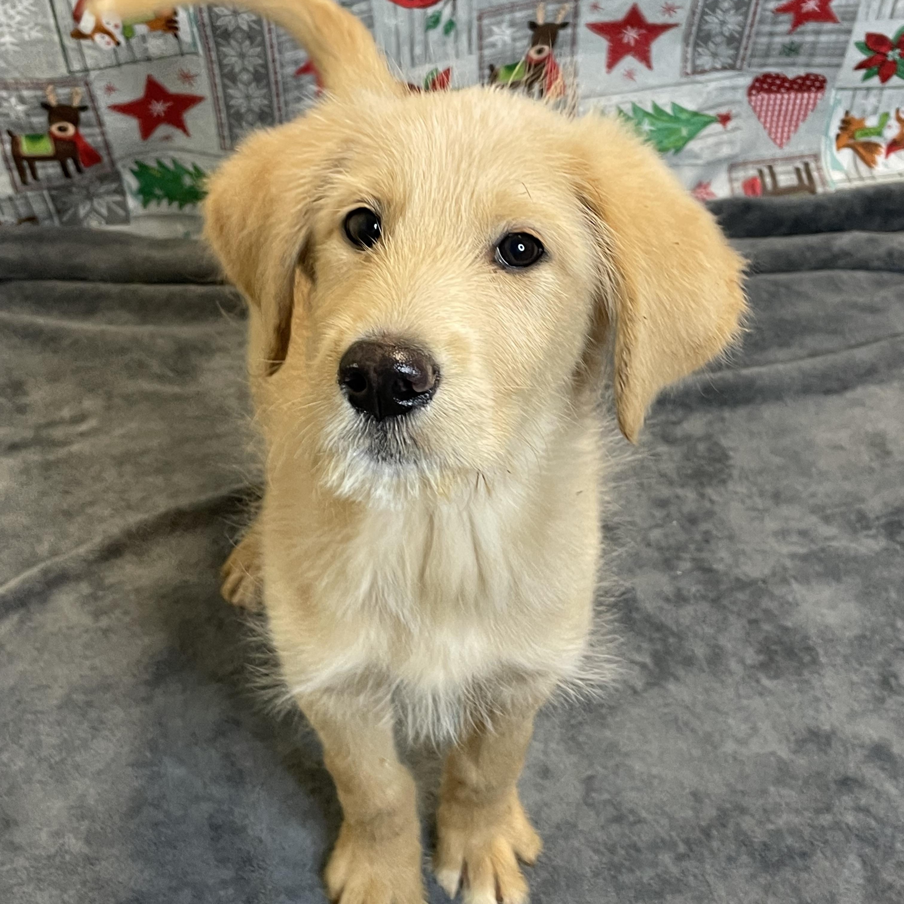 Enlarge Paris, an adopted mixed breed in Lacon, IL image 2/6