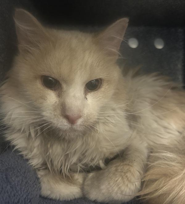 *Shiva*, Adoptable, Senior Male Domestic Medium Hair.