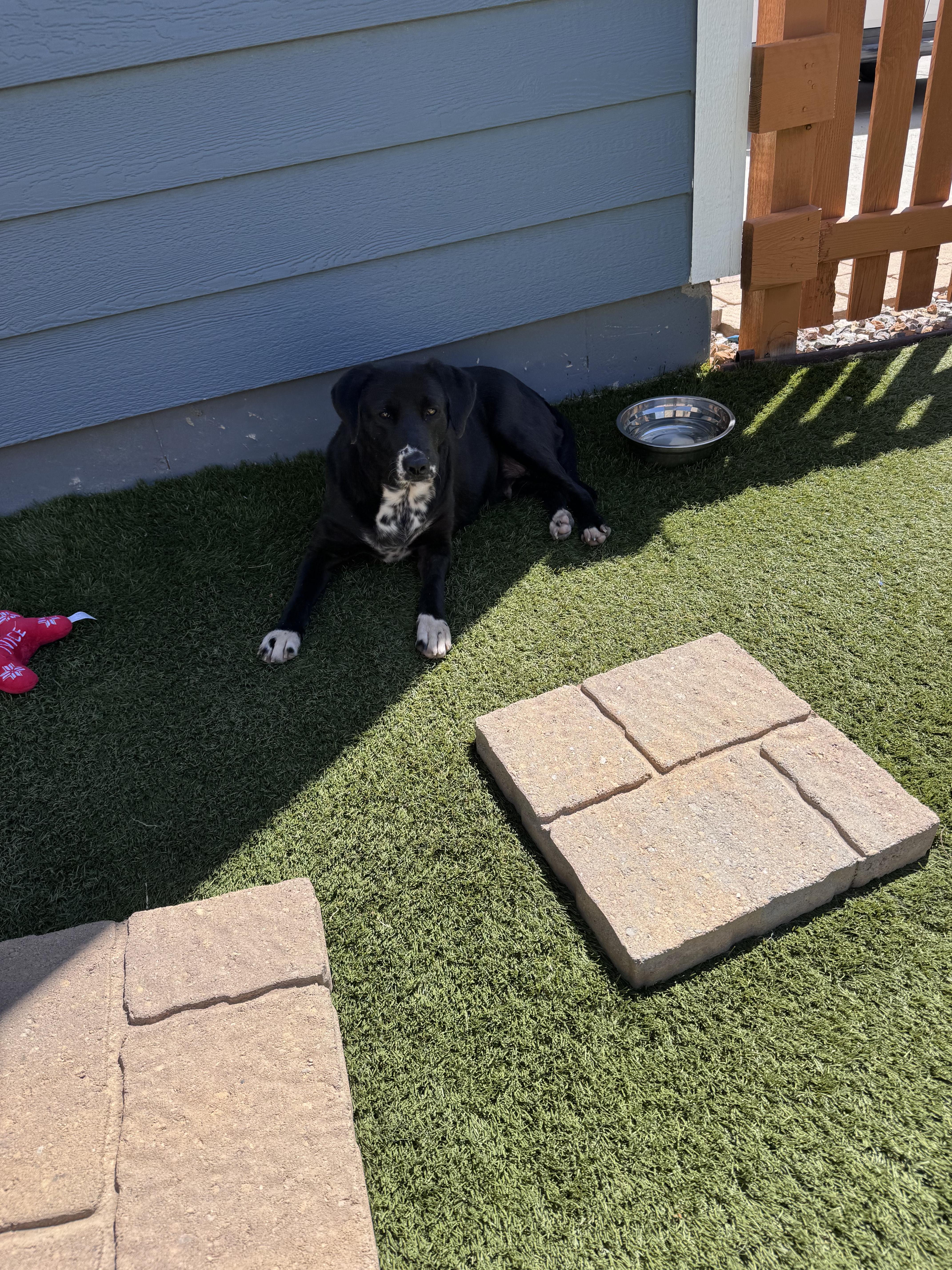 Enlarge Madeline, a ADOPTABLE mixed breed in Commerce City, CO image 4/4