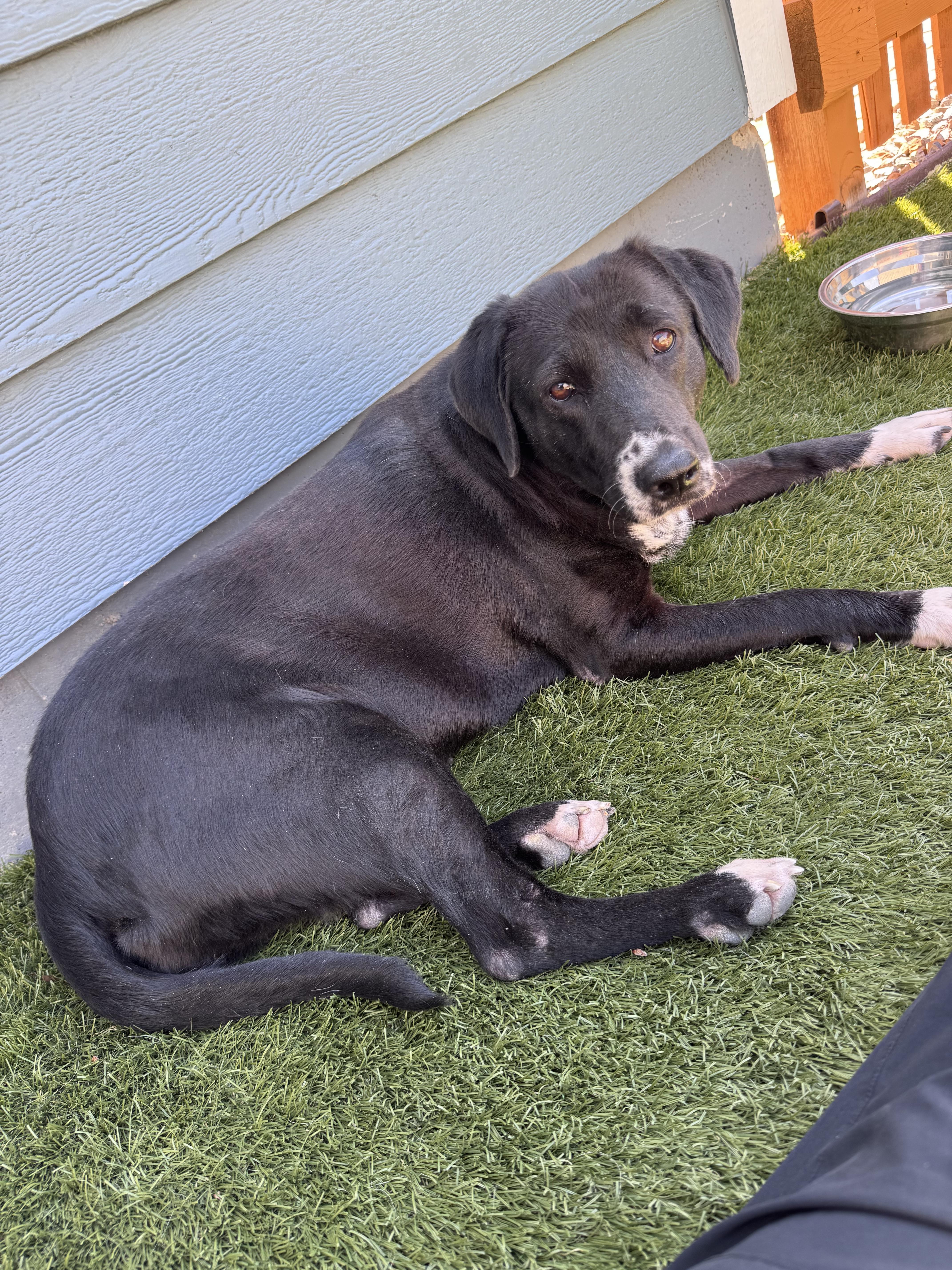 Madeline, ADOPTABLE, Adult Female Labrador Retriever.