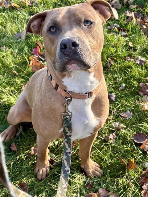 Enlarge MACK, a Adoptable mixed breed in Aliquippa, PA image 1/1