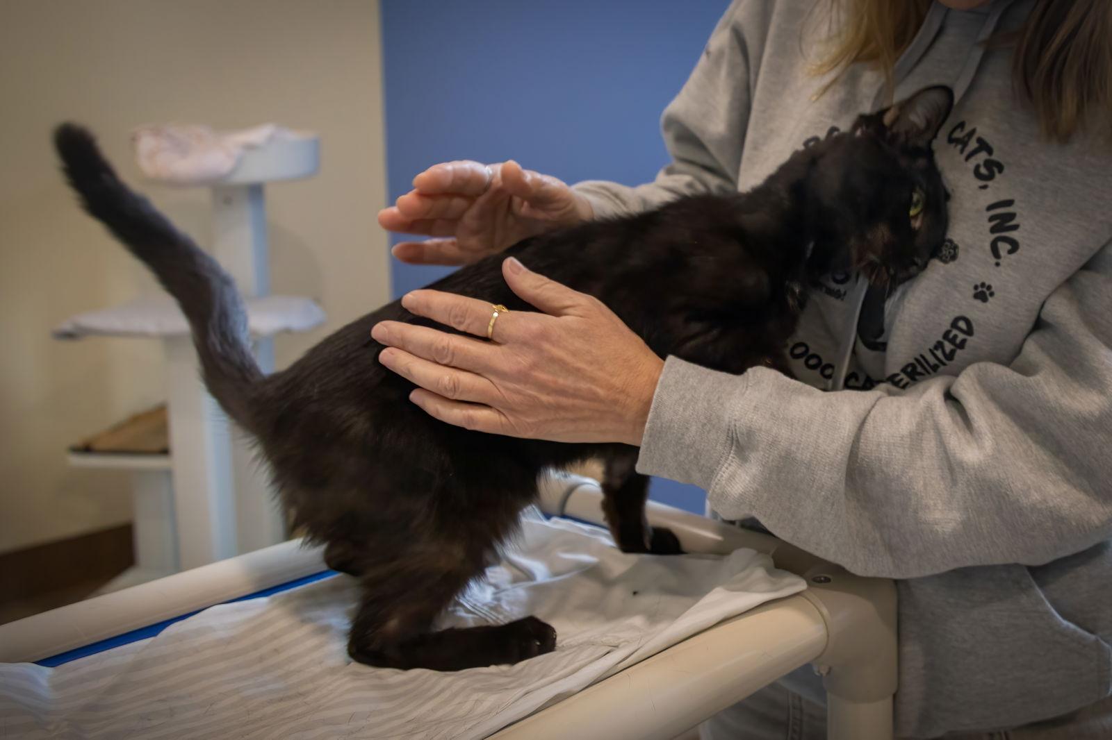 Paulie (FCID# 09/14/2024 - 103 Millsboro PS), Adoptable, Young Male Domestic Short Hair.