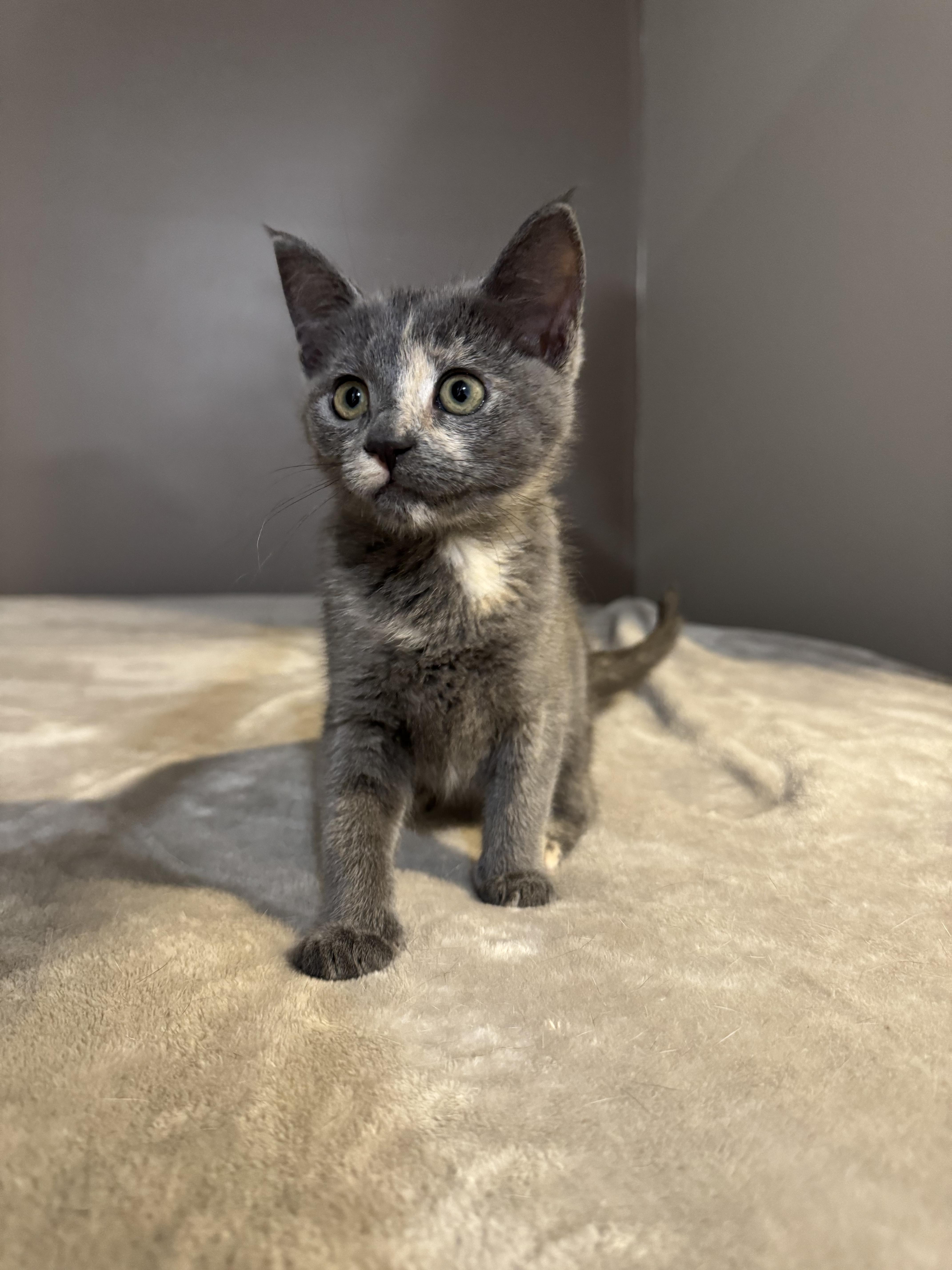 Enlarge Rory, a Adoptable Domestic Short Hair in Mechanicsville, MD image 2/3