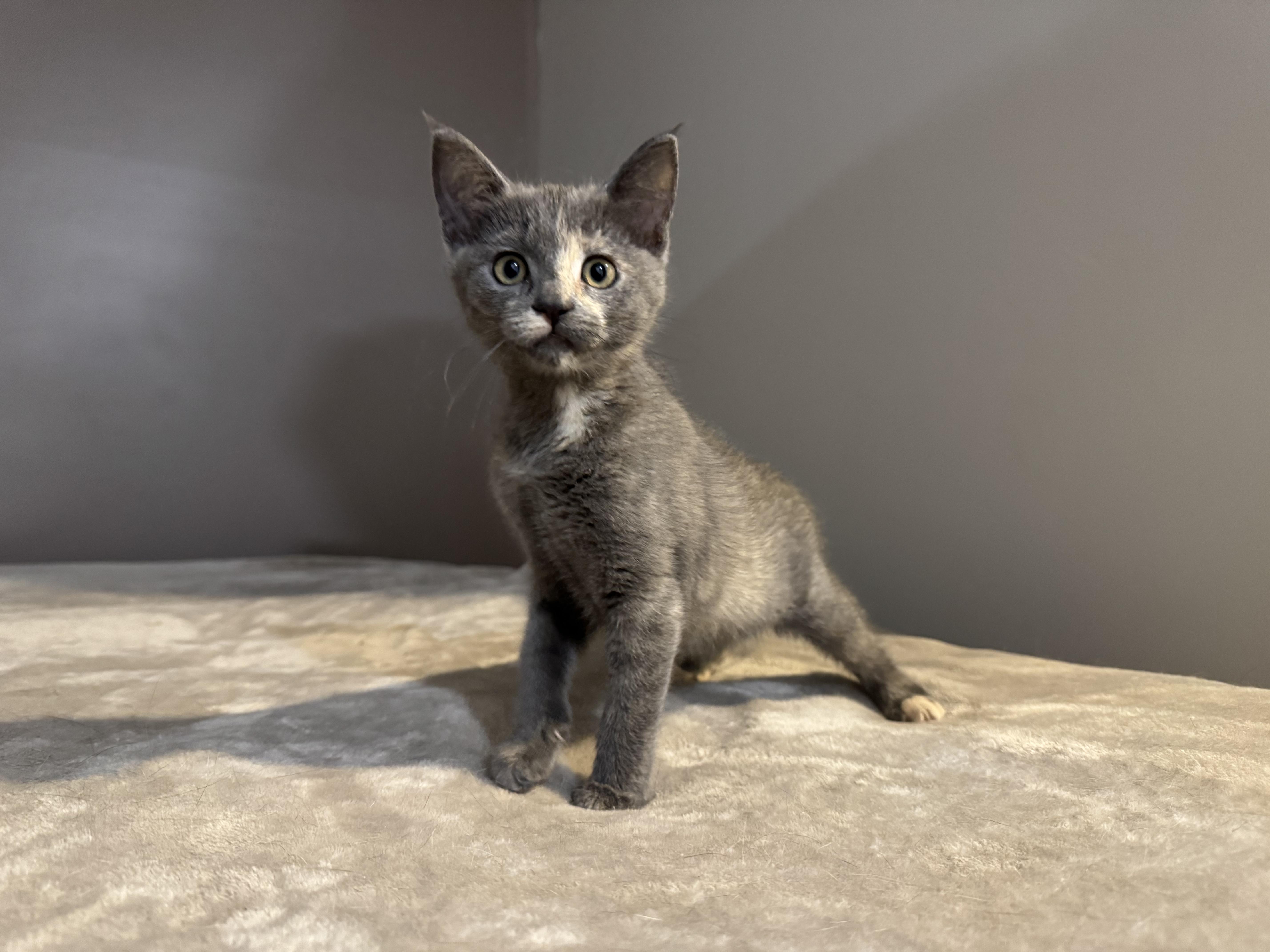 Rory, Adoptable, Kitten Female Domestic Short Hair.