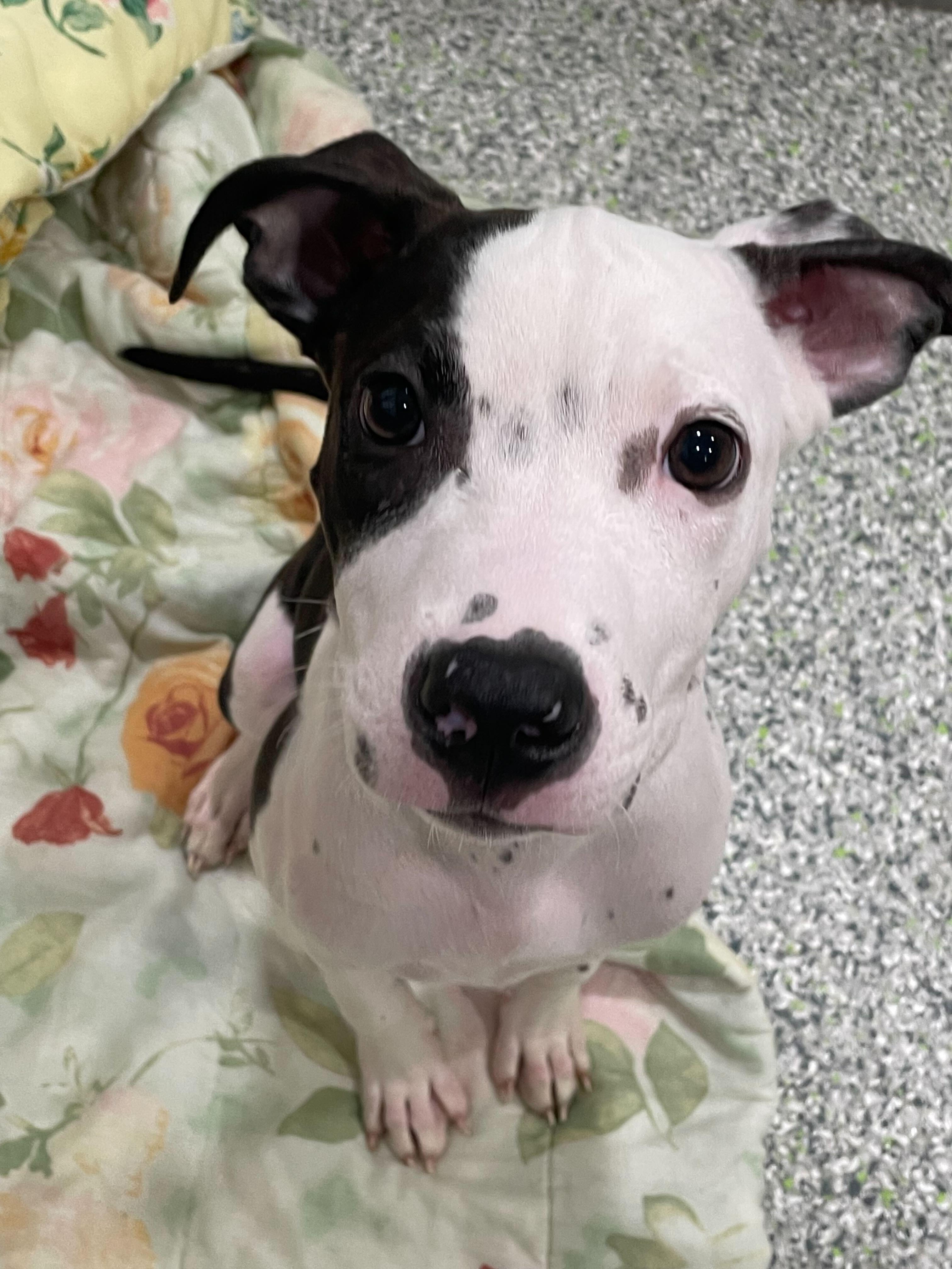 Michelle, Adoptable, Young Female American Bully.