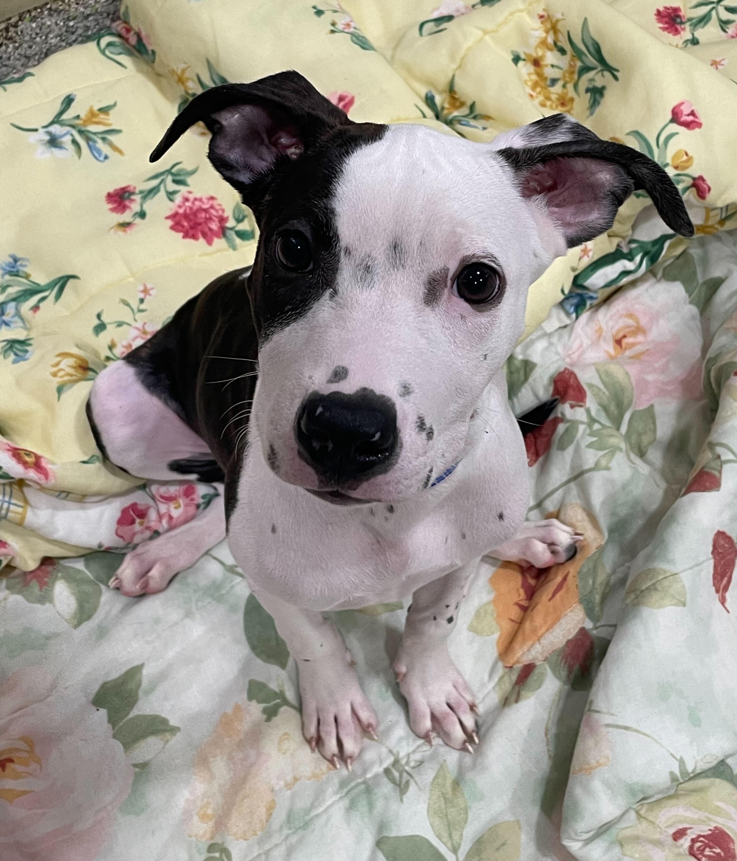 Michelle, a Adoptable American Bully in Jackson, MI image 2/5