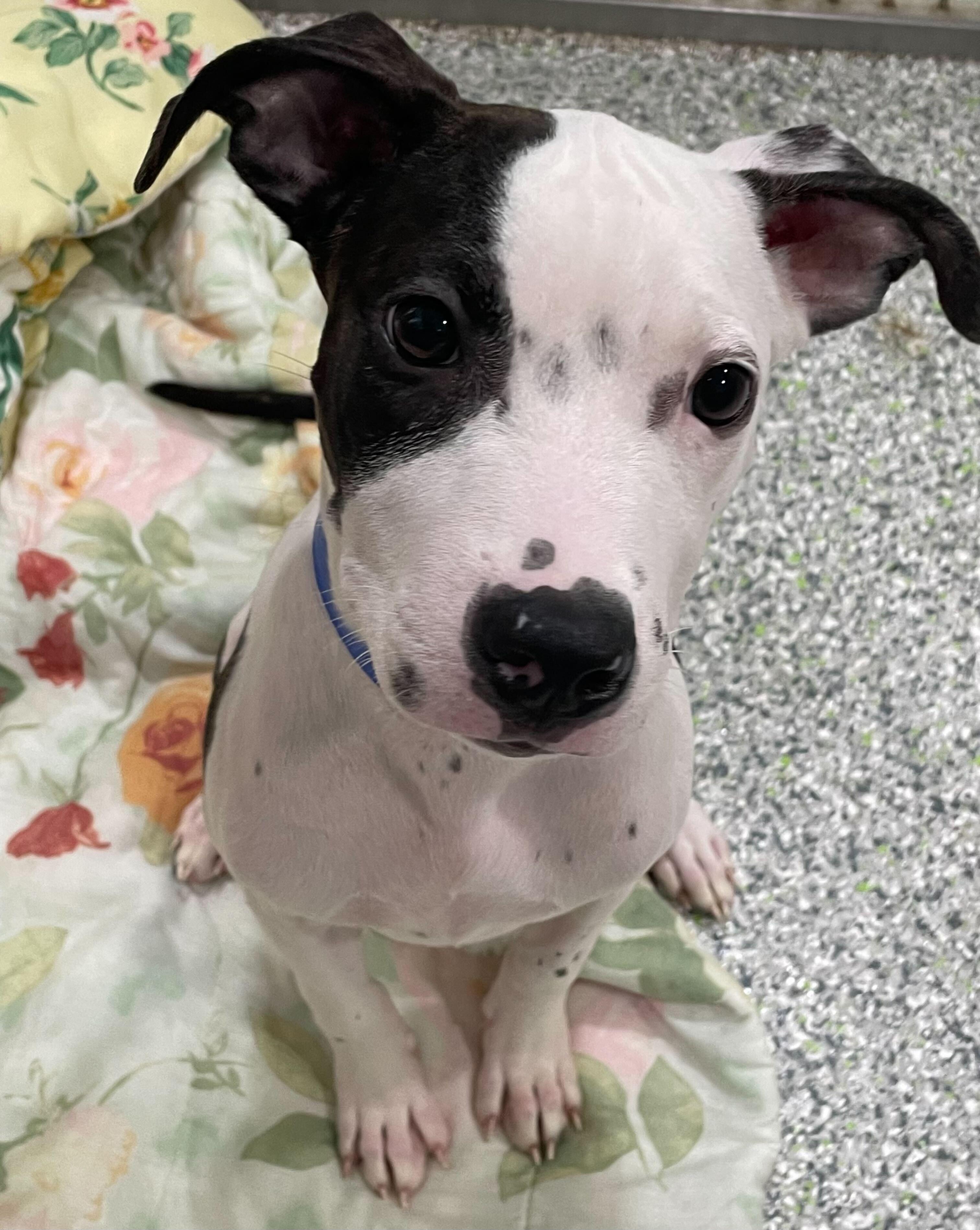 Michelle, a Adoptable American Bully in Jackson, MI image 3/5