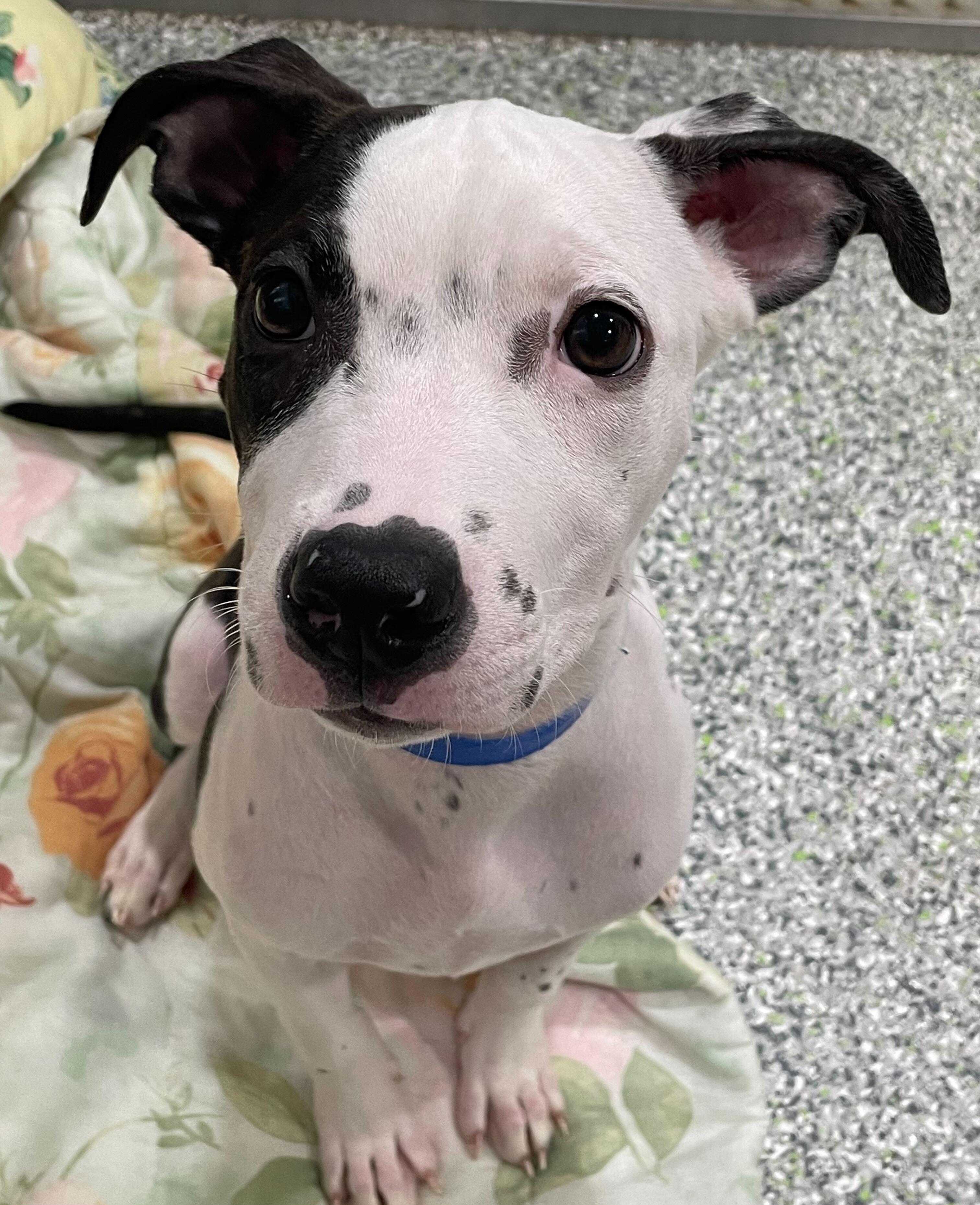 Michelle, a Adoptable American Bully in Jackson, MI image 4/5