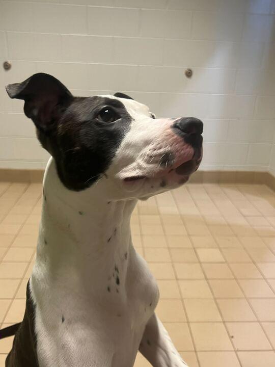 Michelle, adoptable, Young Female American Bully.