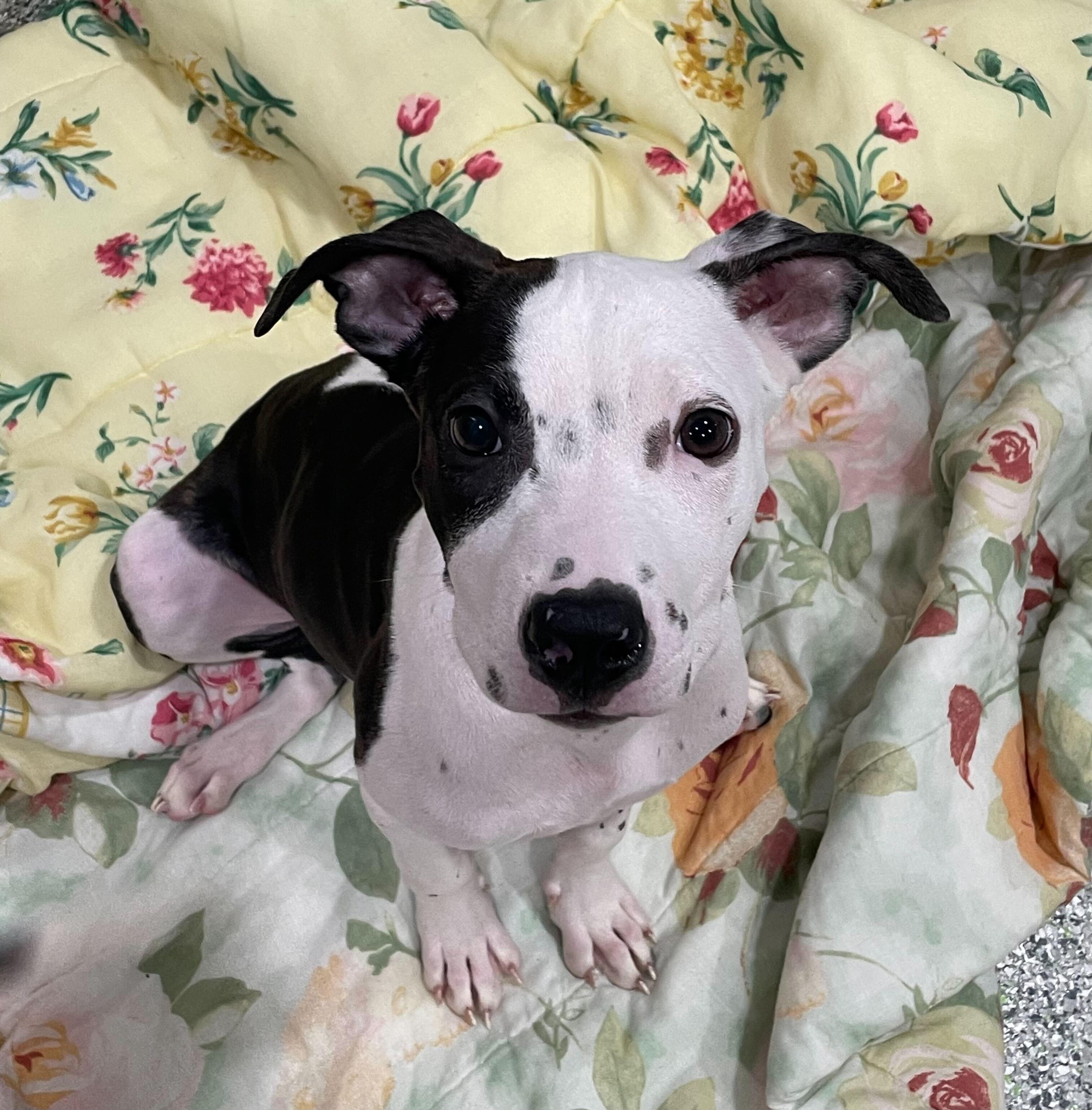 Michelle, a Adoptable American Bully in Jackson, MI image 5/5