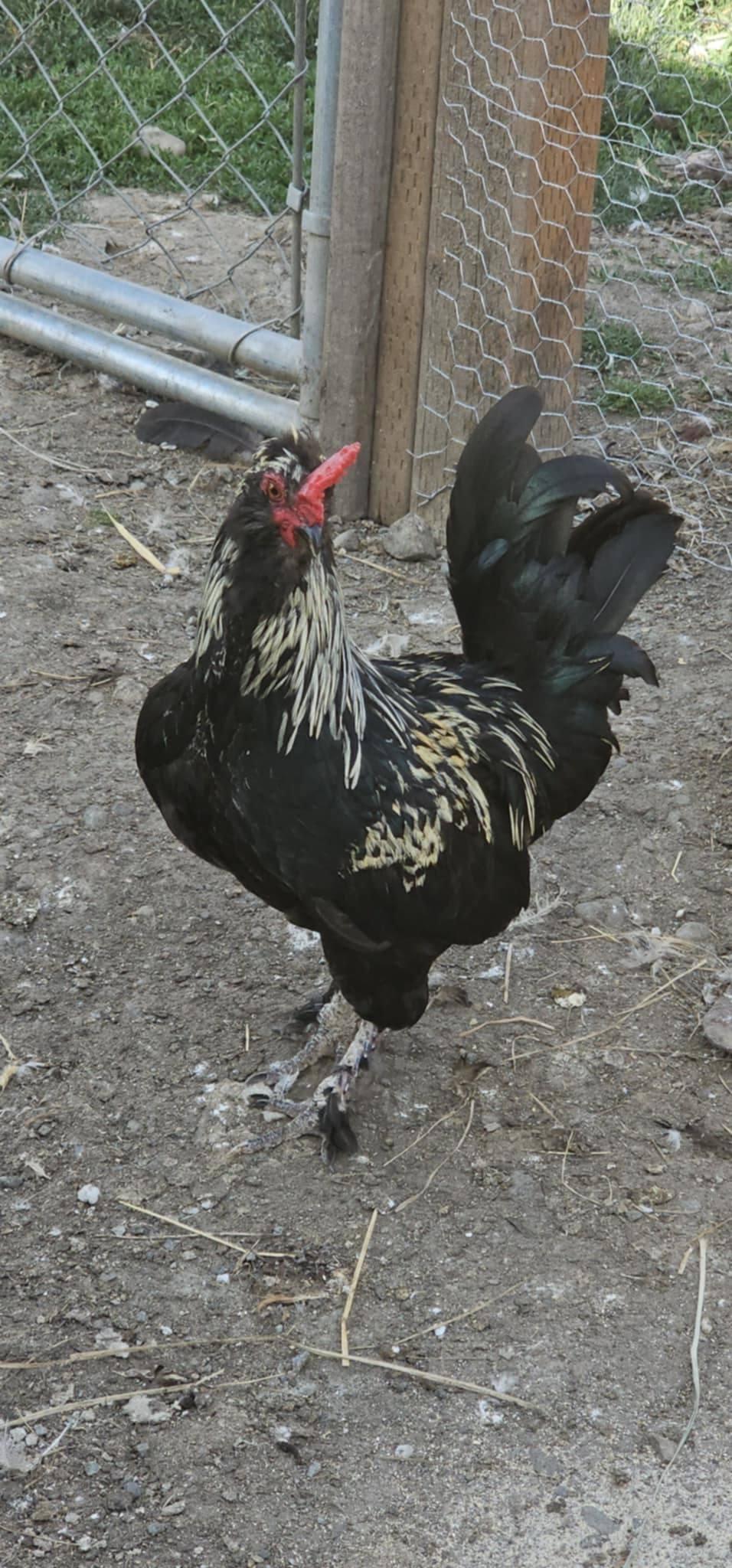 Mr.Anna, Young Male unknown
