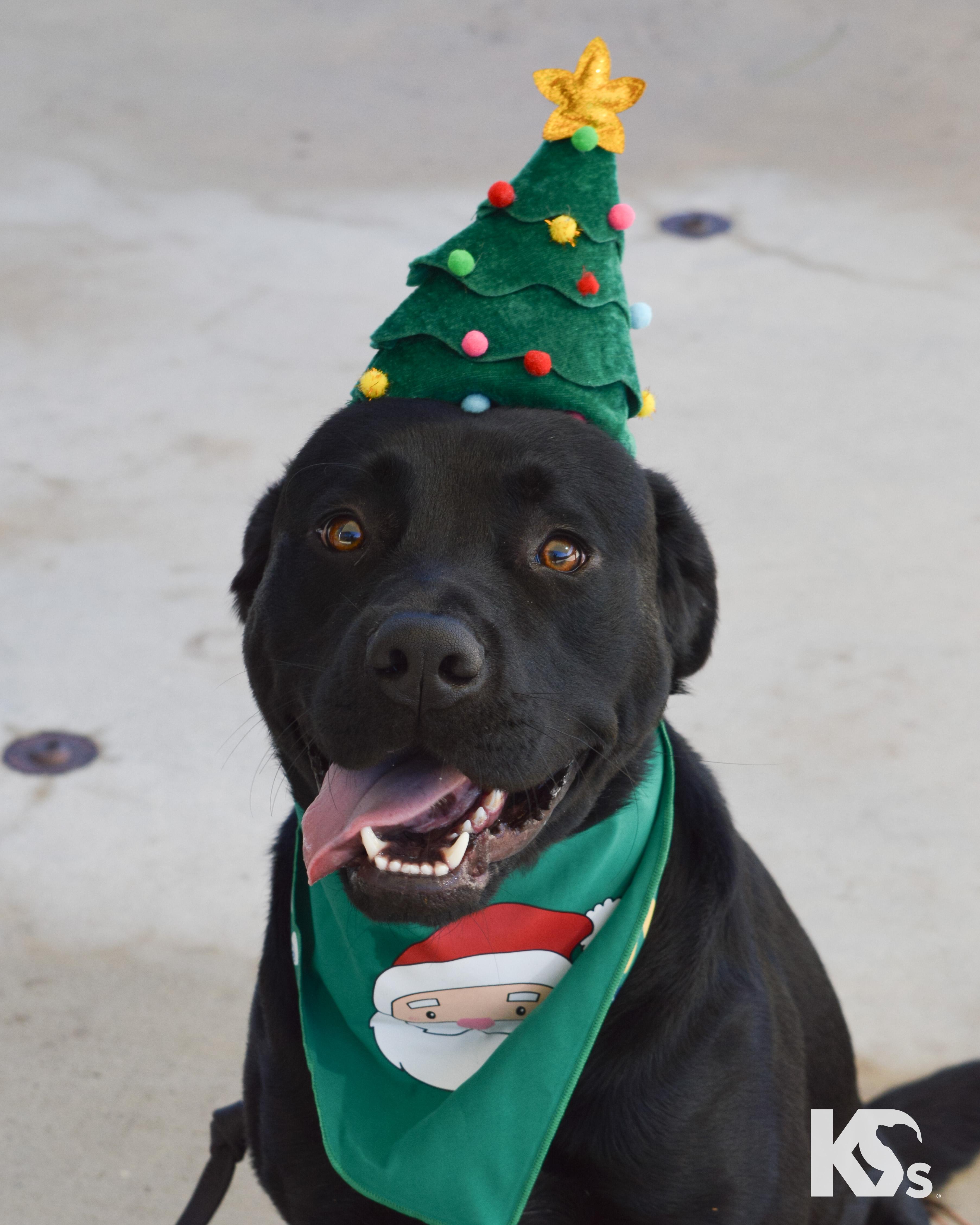 Spur, an adopted mixed breed in Ponte Vedra, FL image 2/6