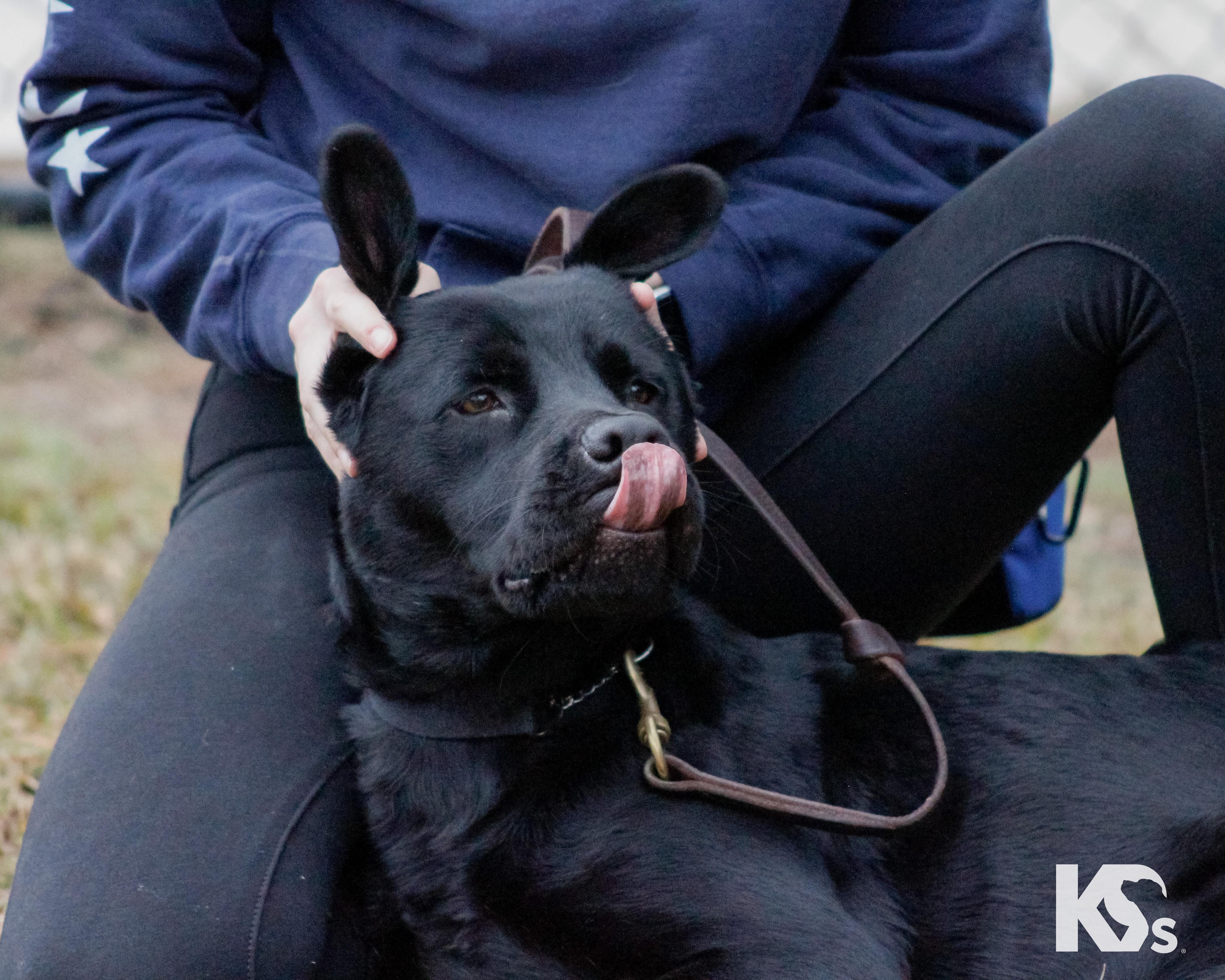 Spur, an adopted mixed breed in Ponte Vedra, FL image 5/6