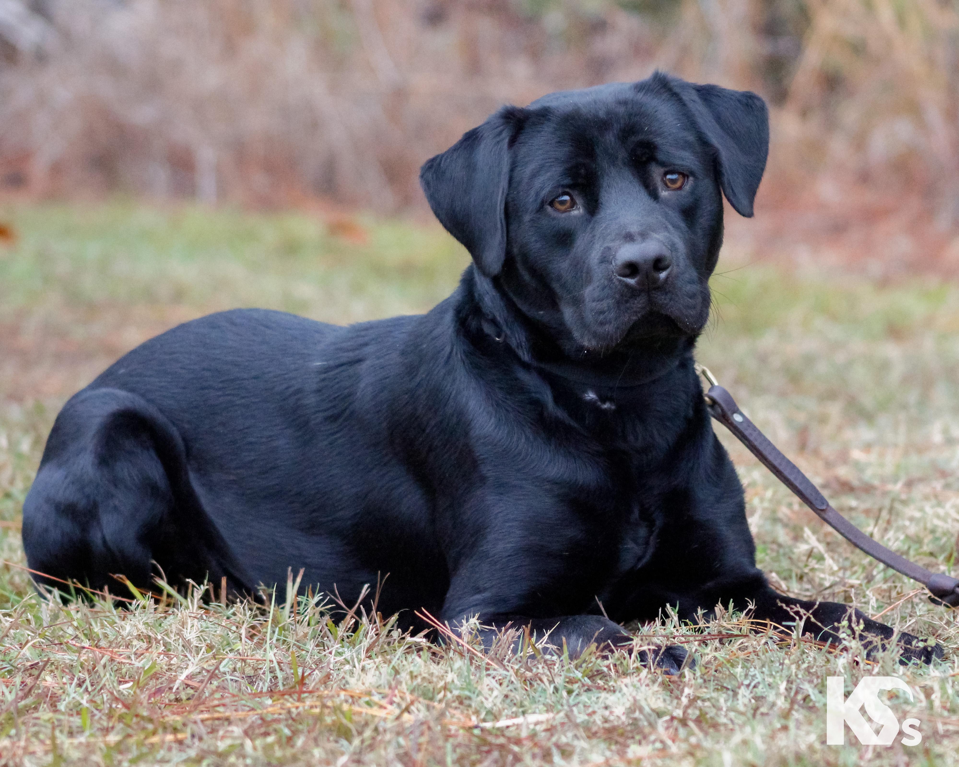 Spur, an adopted mixed breed in Ponte Vedra, FL image 6/6