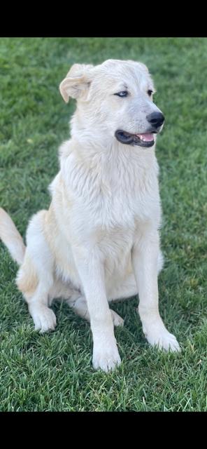 Enlarge Dasher, a ADOPTABLE mixed breed in Lodi, CA image 4/6