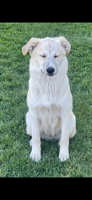 Enlarge Dasher, a ADOPTABLE mixed breed in Lodi, CA image 6/6