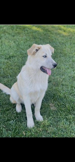 Enlarge Dasher, a ADOPTABLE mixed breed in Lodi, CA image 2/6