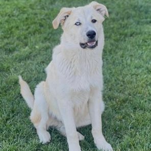 Dasher, ADOPTABLE, Puppy Male Shepherd.