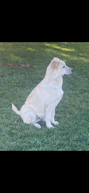 Enlarge Dasher, a ADOPTABLE mixed breed in Lodi, CA image 5/6