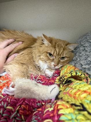 Nala/ Simba bonded, Adoptable, Adult Female Domestic Long Hair & Domestic Short Hair.