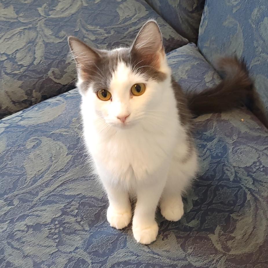 Hana, Adoptable, Young Male Domestic Short Hair.