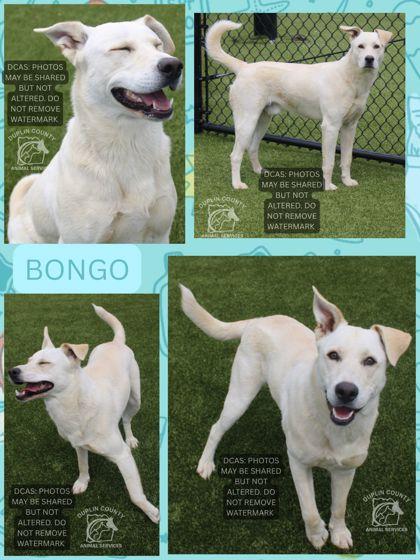 Bongo, Adoptable, Adult Male Retriever & Mixed Breed.