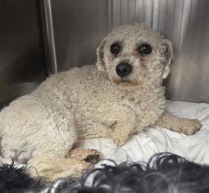 Joey, Adoptable, Adult Male Bichon Frise.