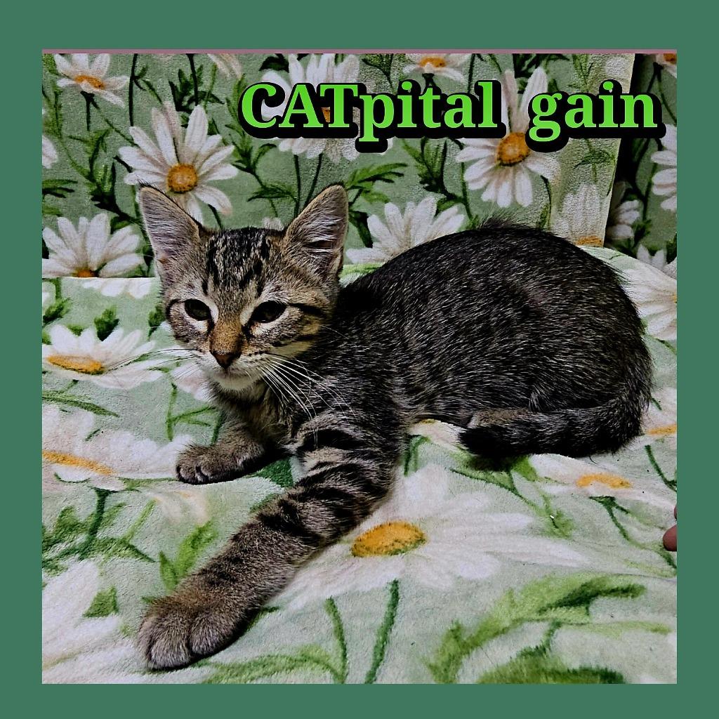 Enlarge CATpital Gain, a Adoptable Domestic Short Hair in Jacksonville, IL image 1/2
