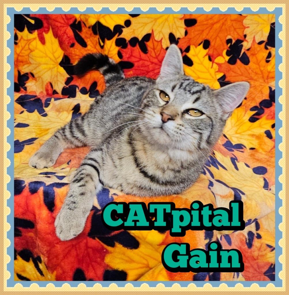Enlarge CATpital Gain, a Adoptable Domestic Short Hair in Jacksonville, IL image 2/2