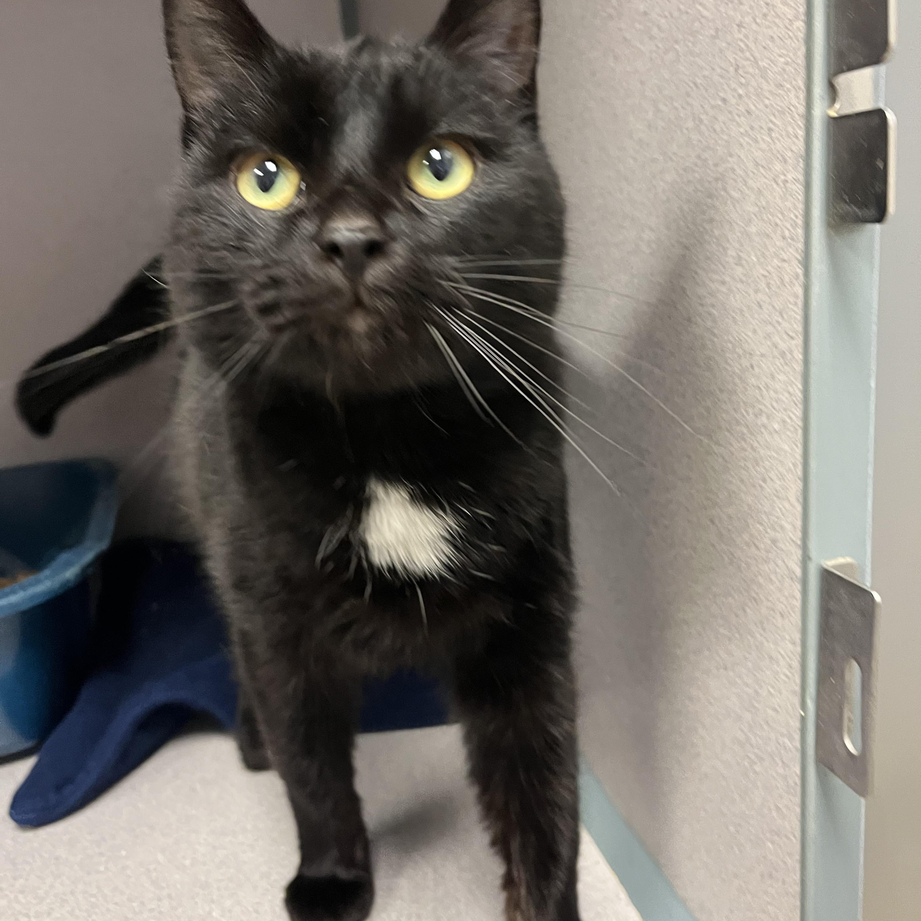 Tiny — thumbnail 3