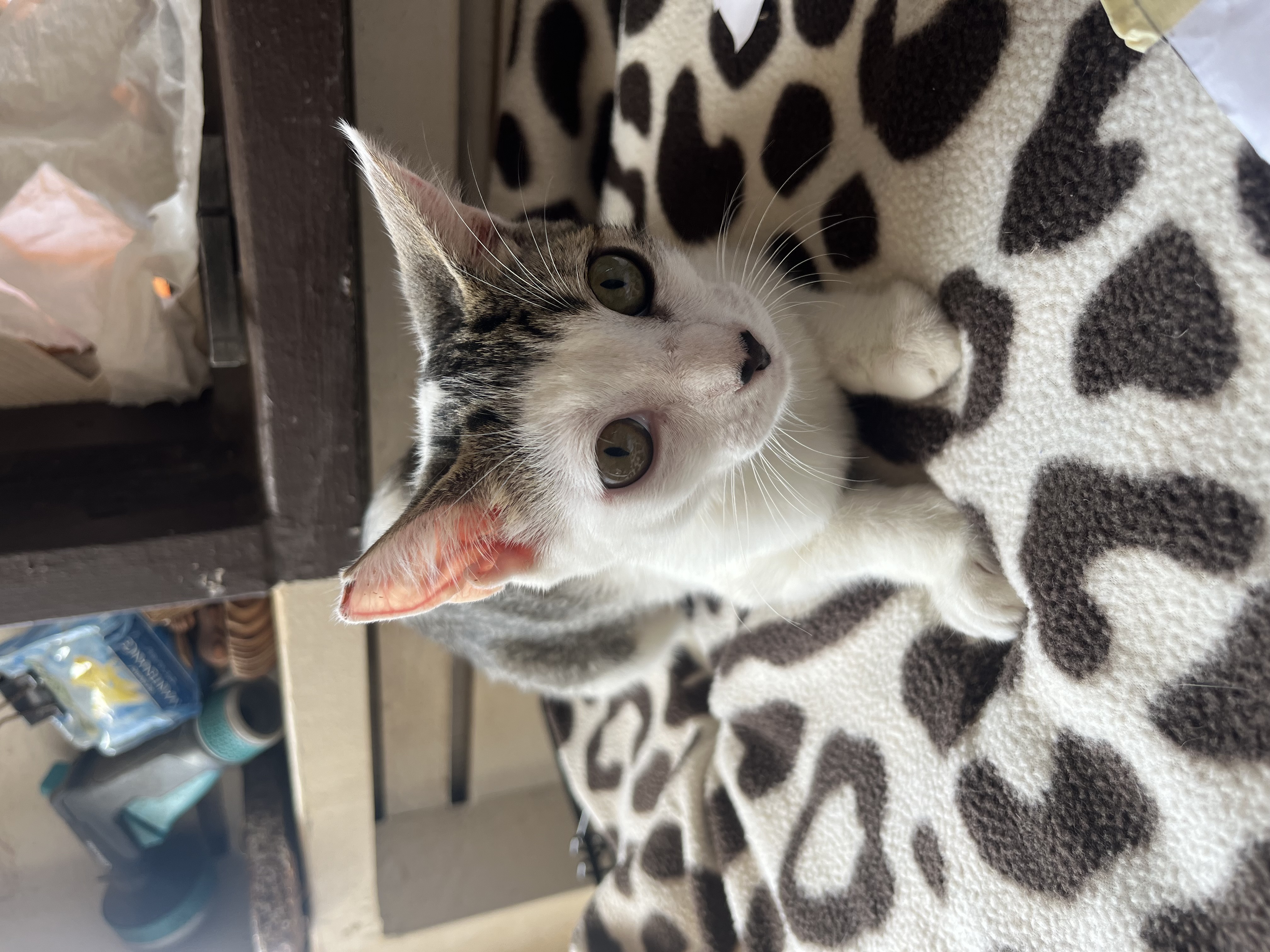 Fern, Young Female Domestic Short Hair