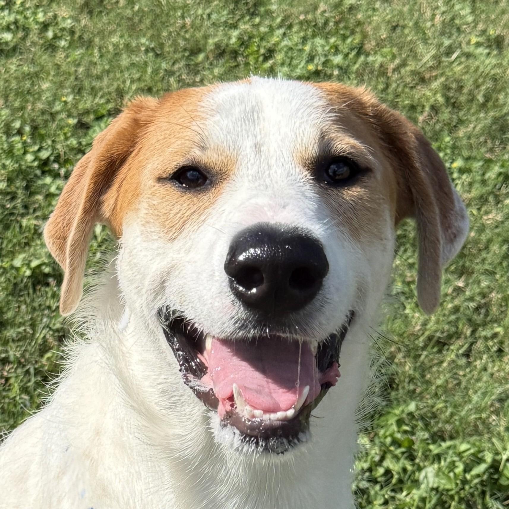 Lunar, Adoptable, Puppy Female Great Pyrenees & Mixed Breed.