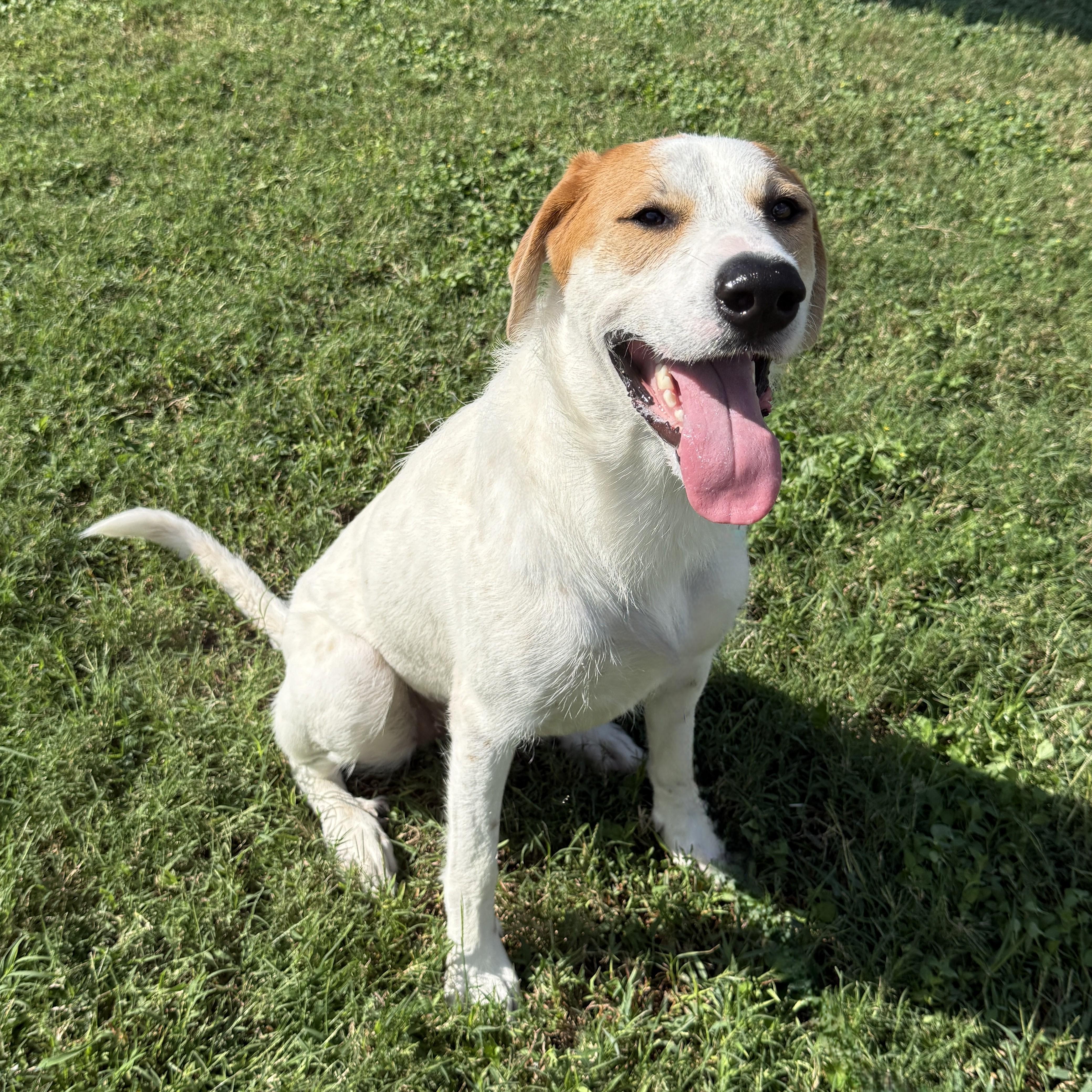 Enlarge Lunar, a Adoptable mixed breed in Brenham, TX image 3/6