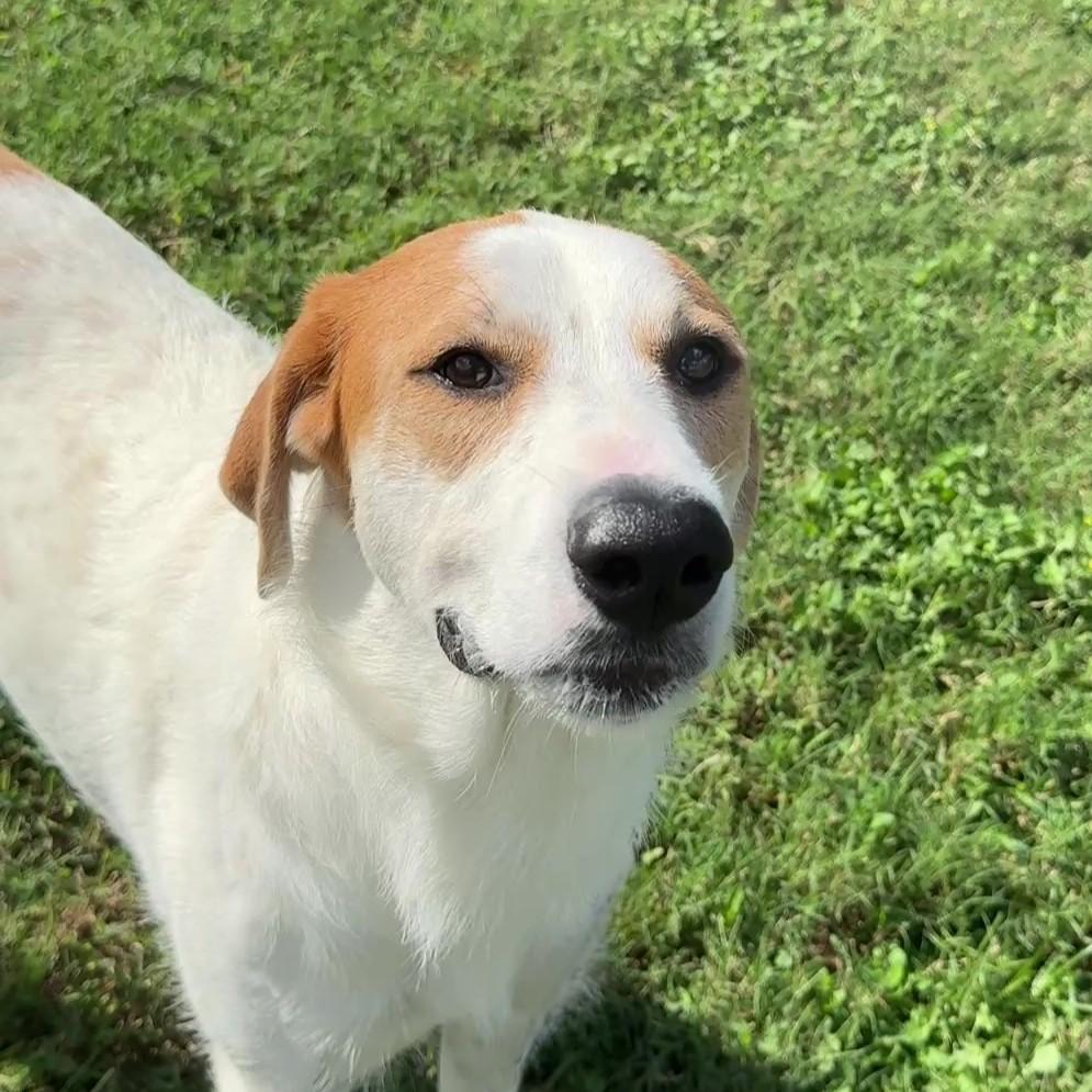 Enlarge Lunar, a Adoptable mixed breed in Brenham, TX image 5/6