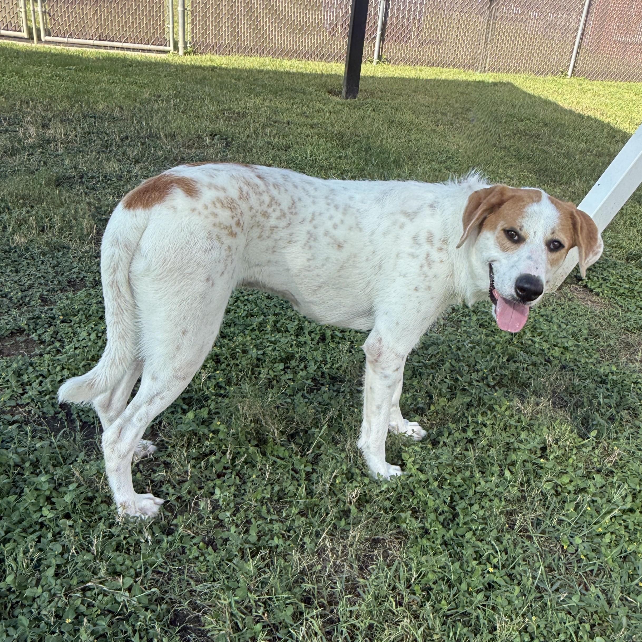 Enlarge Lunar, a Adoptable mixed breed in Brenham, TX image 2/6