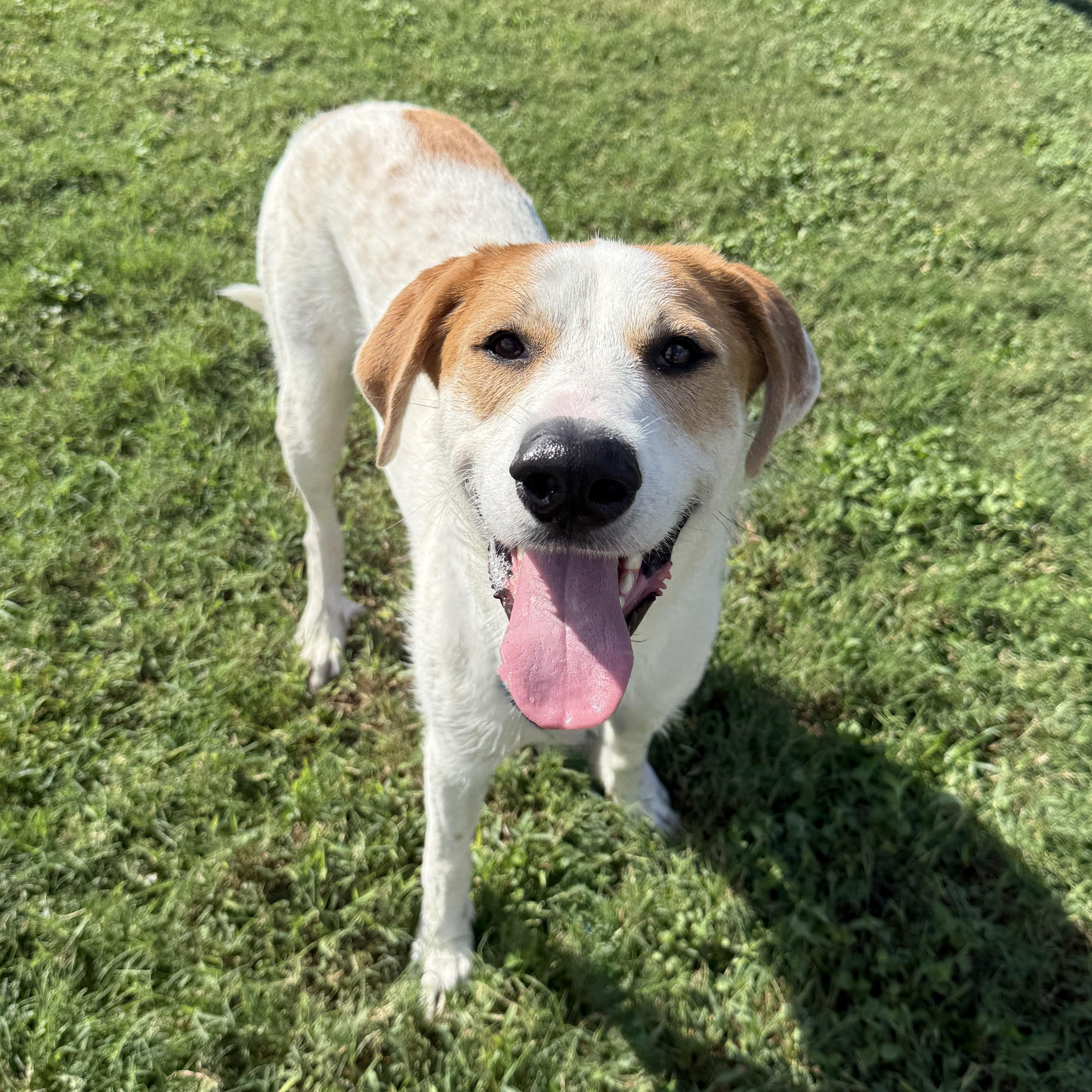 Enlarge Lunar, a Adoptable mixed breed in Brenham, TX image 4/6