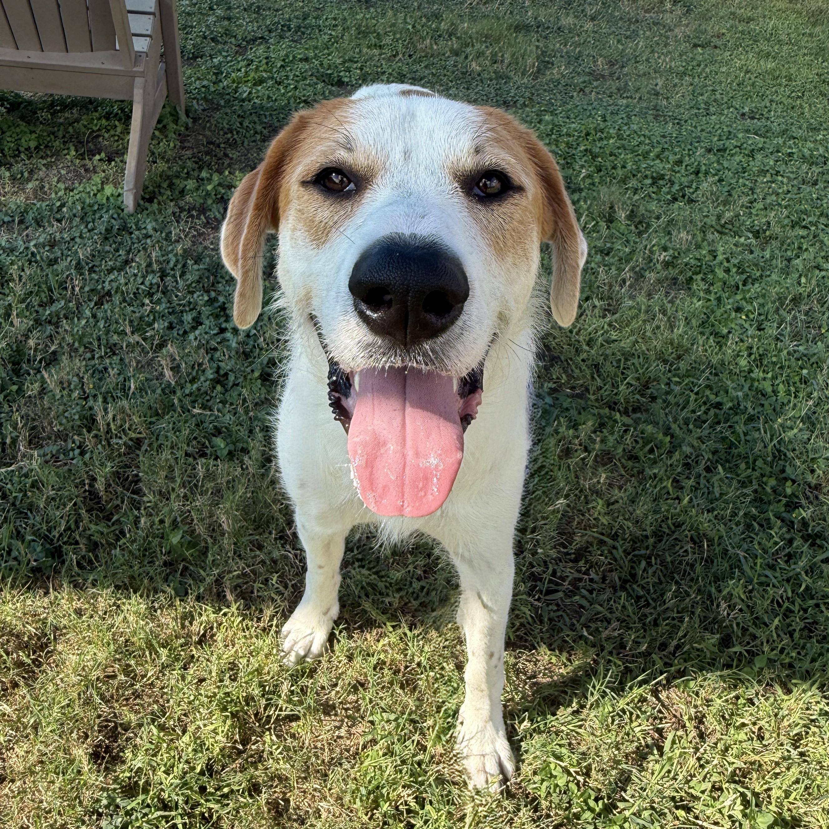 Enlarge Lunar, a Adoptable mixed breed in Brenham, TX image 6/6