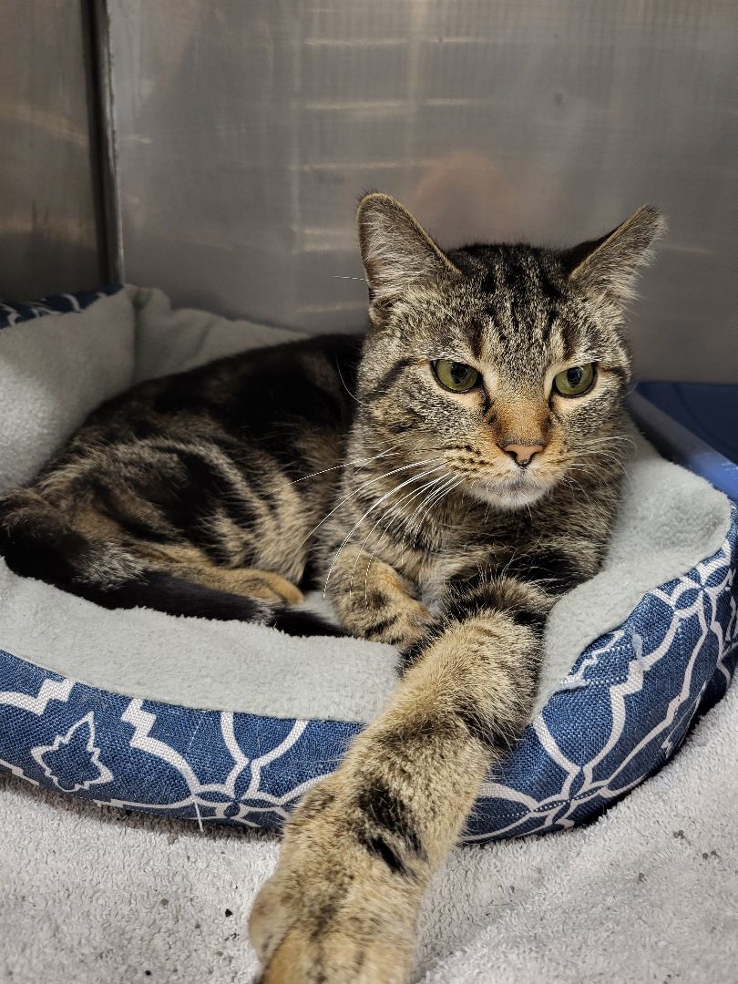 Enlarge Thunder, a Adopted Domestic Short Hair in Charlotte, MI image 1/3