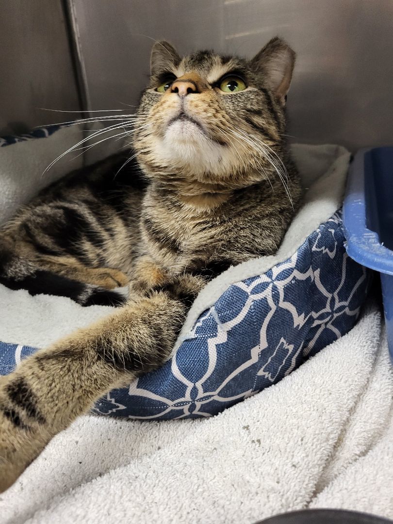 Enlarge Thunder, a Adopted Domestic Short Hair in Charlotte, MI image 2/3