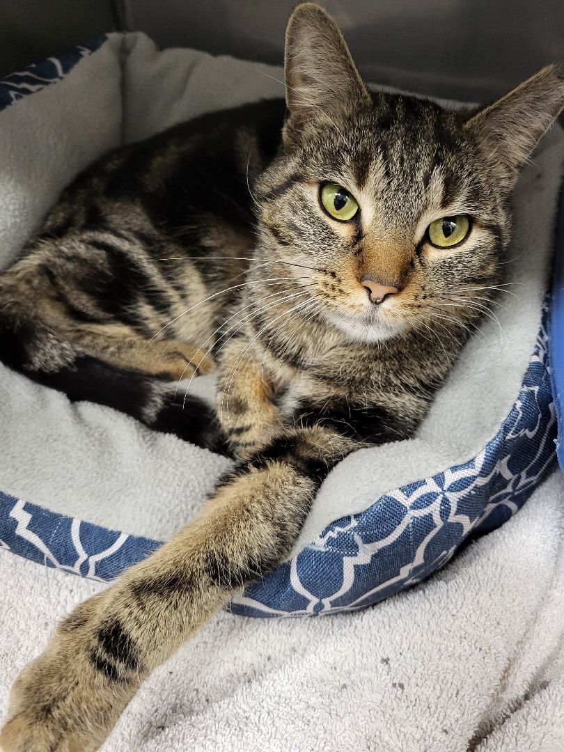 Enlarge Thunder, a Adopted Domestic Short Hair in Charlotte, MI image 3/3